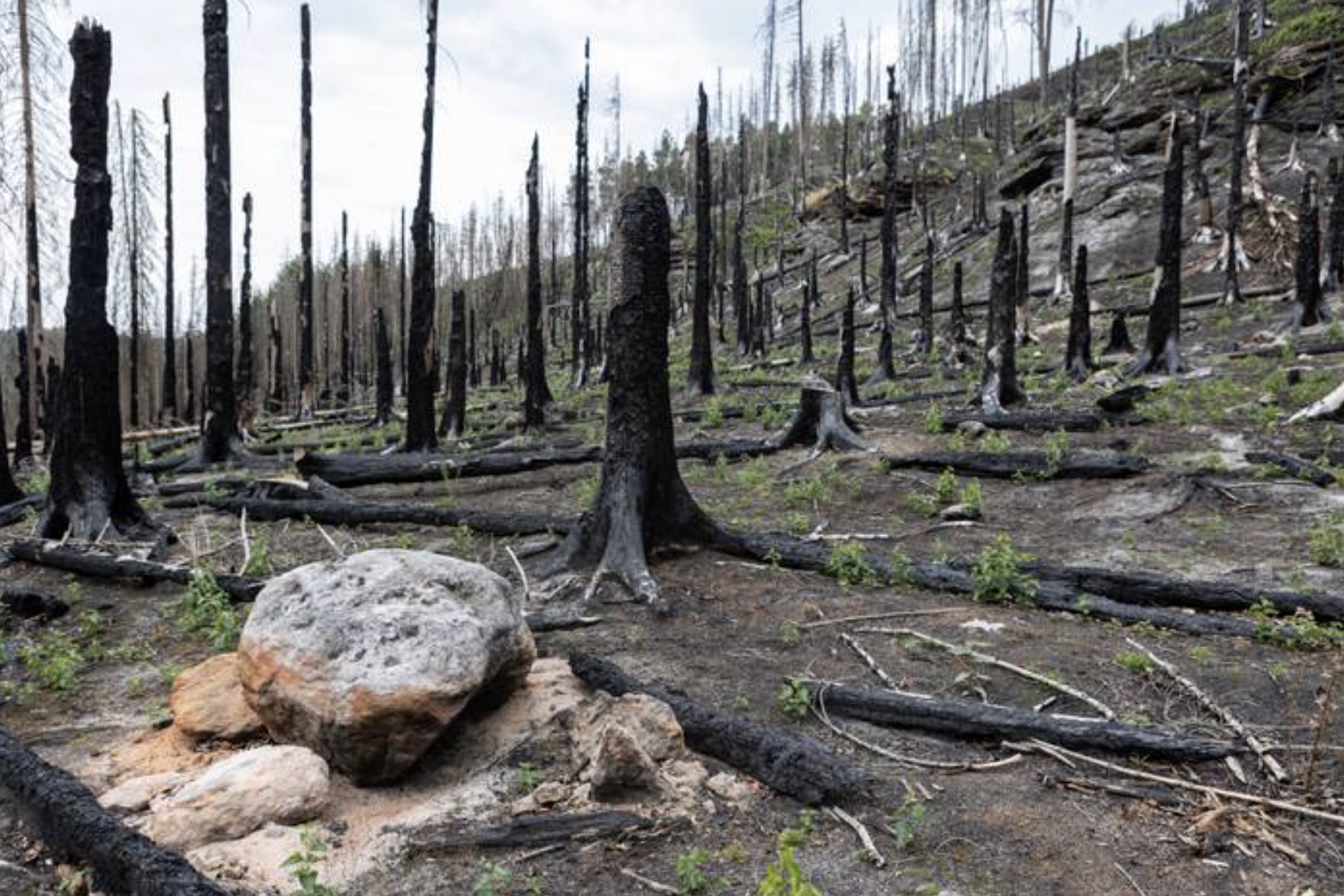 old-growth forest