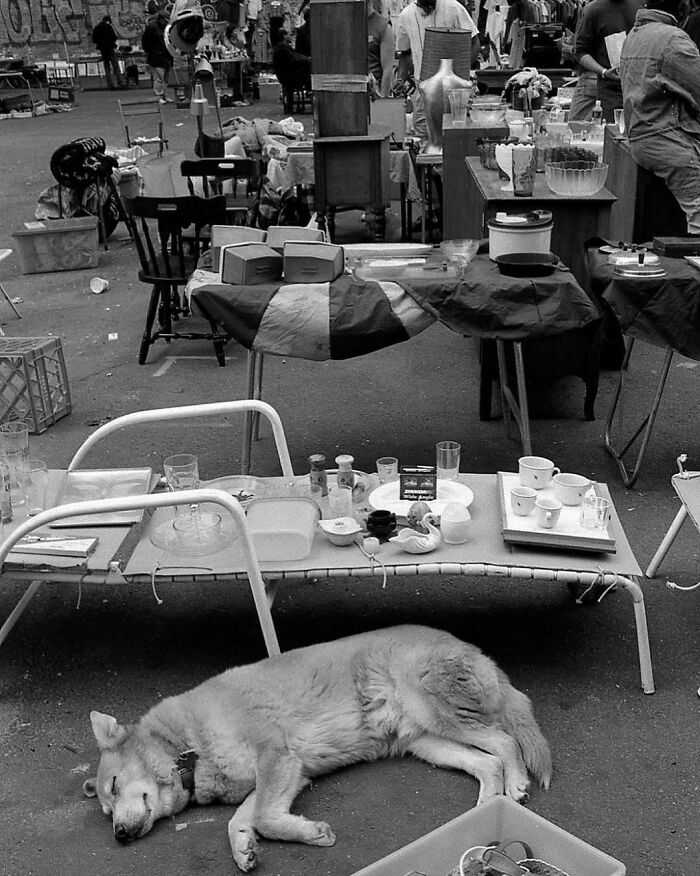 A lazy dog enjoys the day on a 6th Avenue Flea Market in 1997.