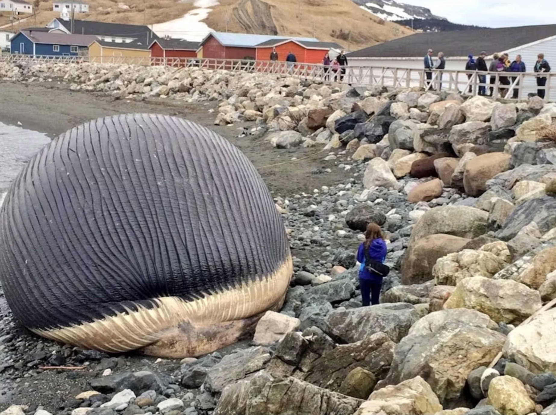 whale guts explode