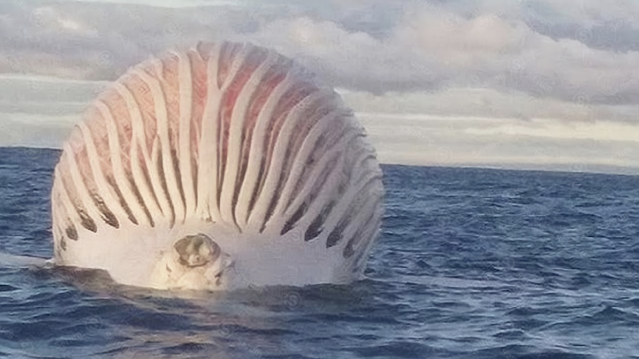 dead whale explode