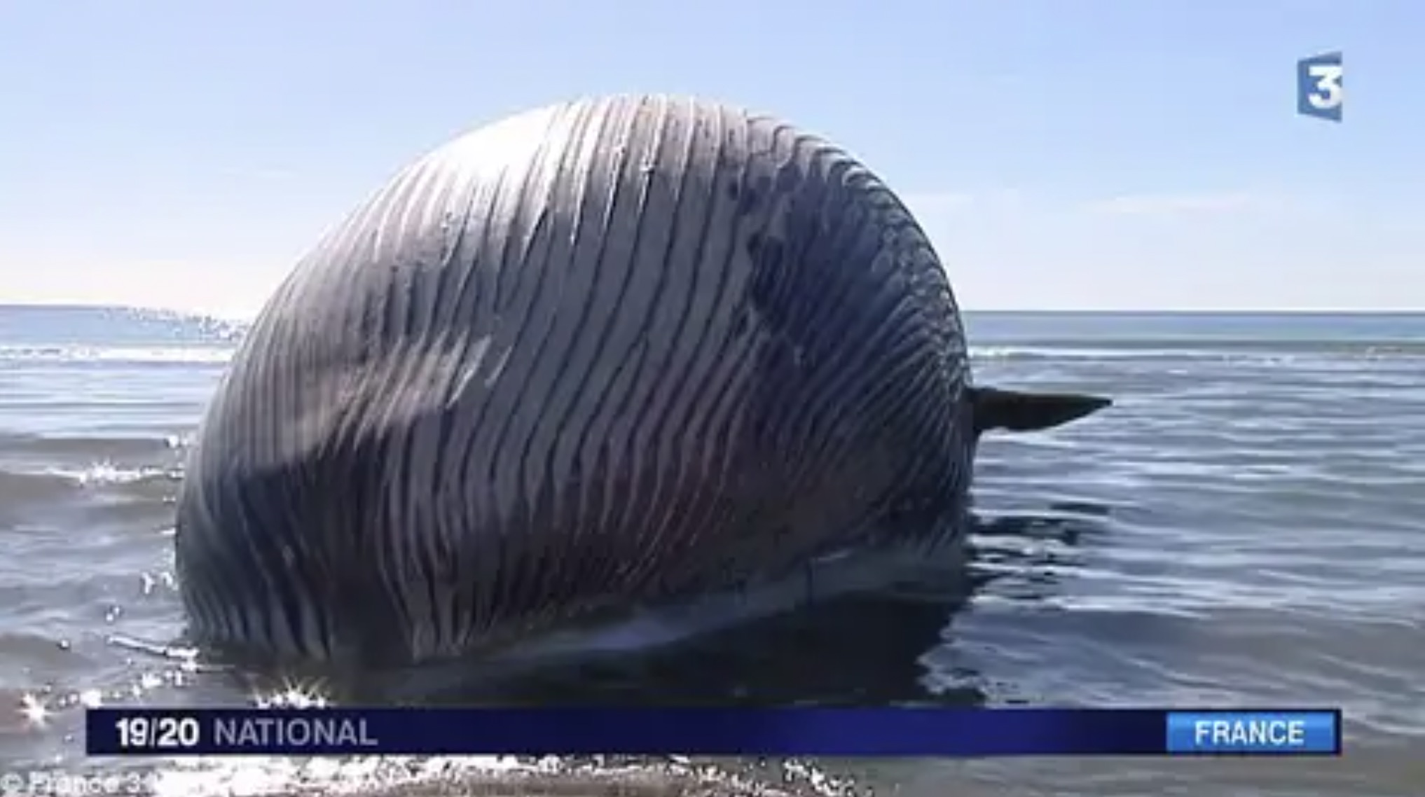 swelled up whale - 1920 National Plance 3 France 3