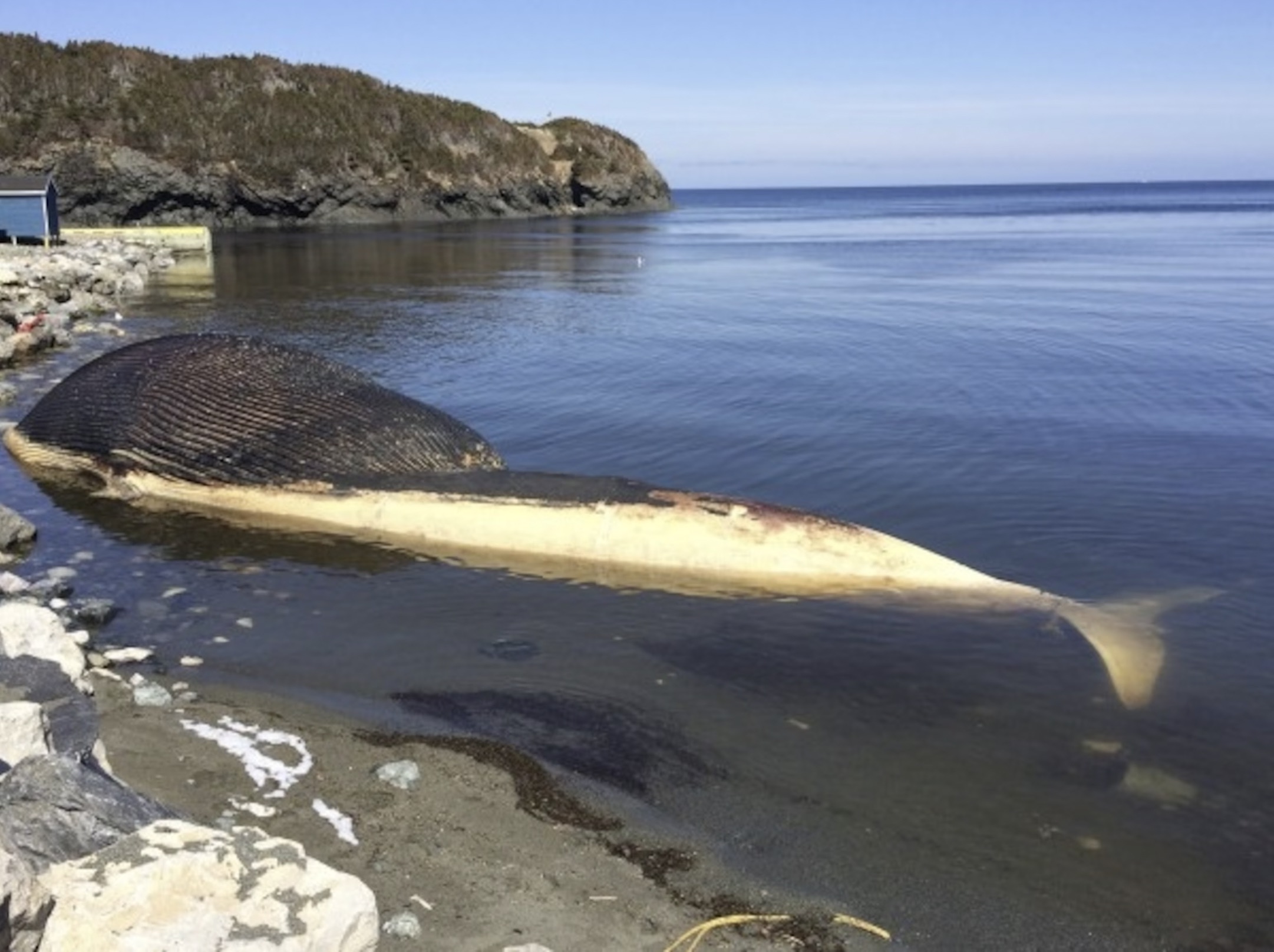 swollen whale explode