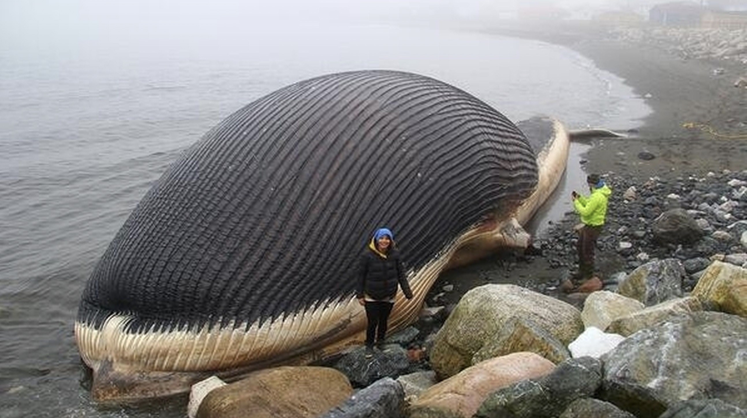 worlds largest sea creatures