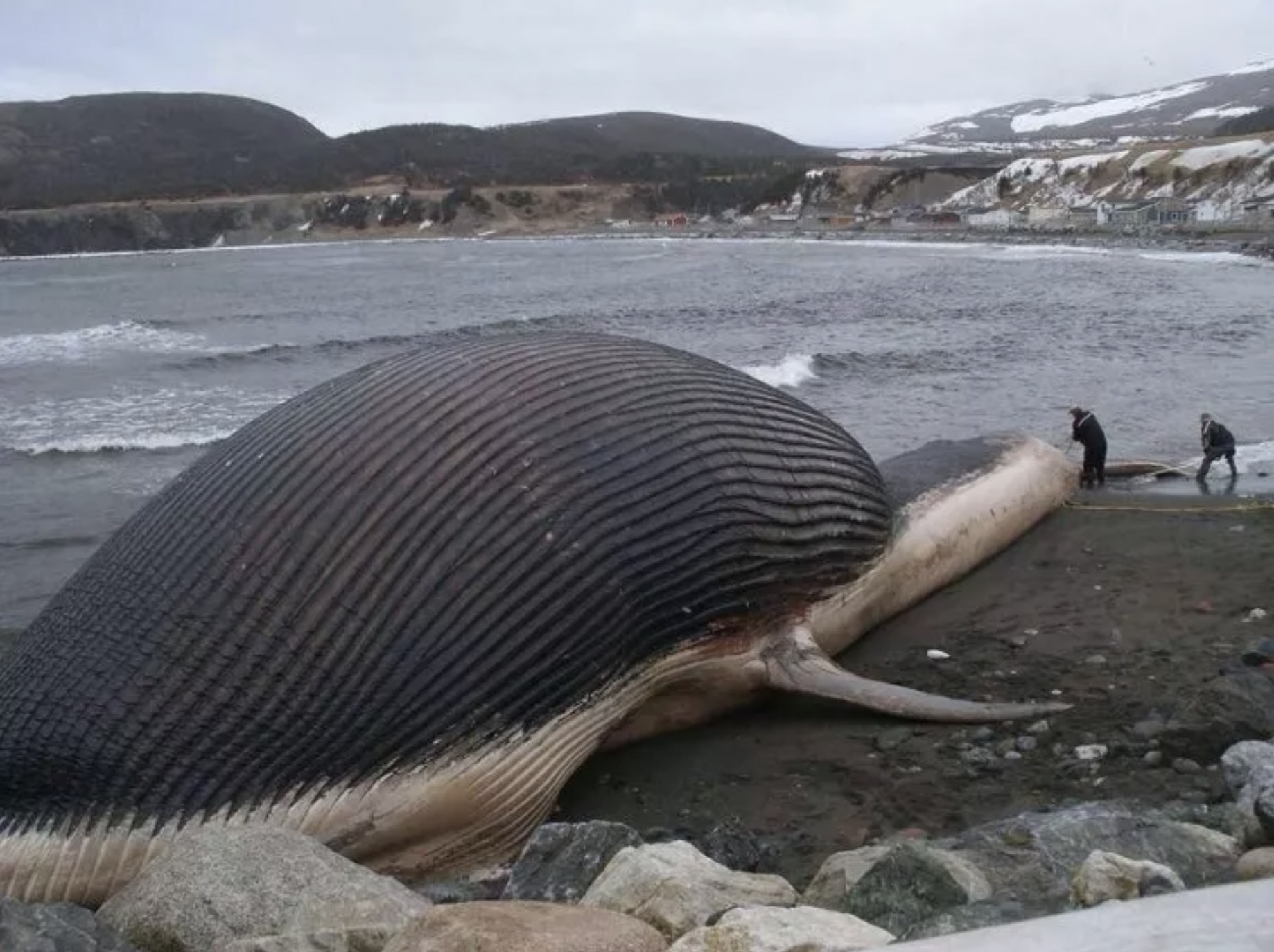 27 Beached Whales That Turned Into Methane Bombs 