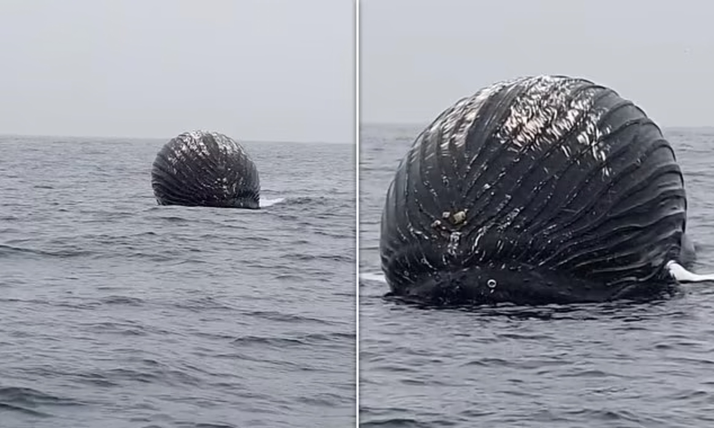 inflated whale carcass