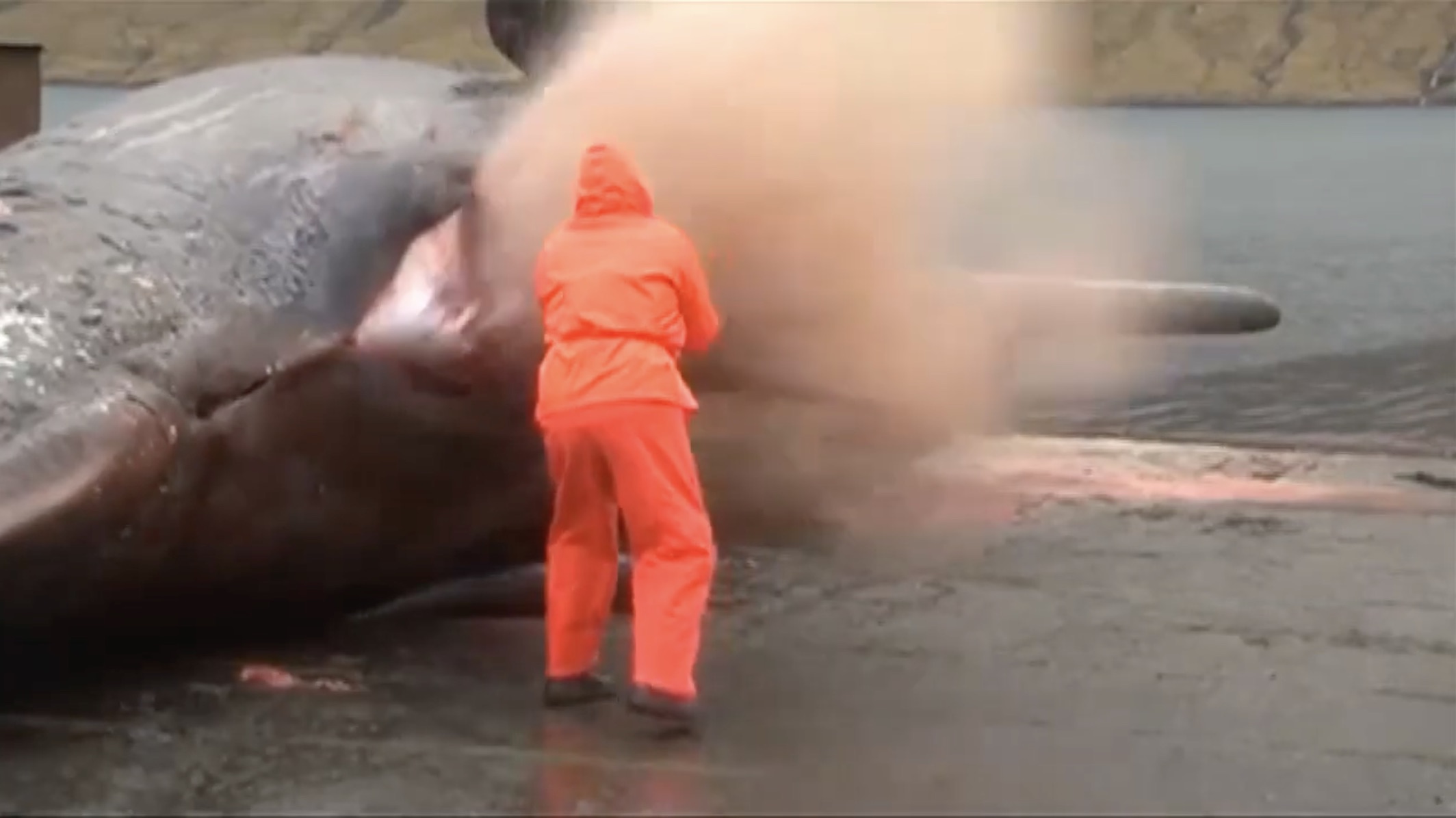 27 Beached Whales That Turned Into Methane Bombs 