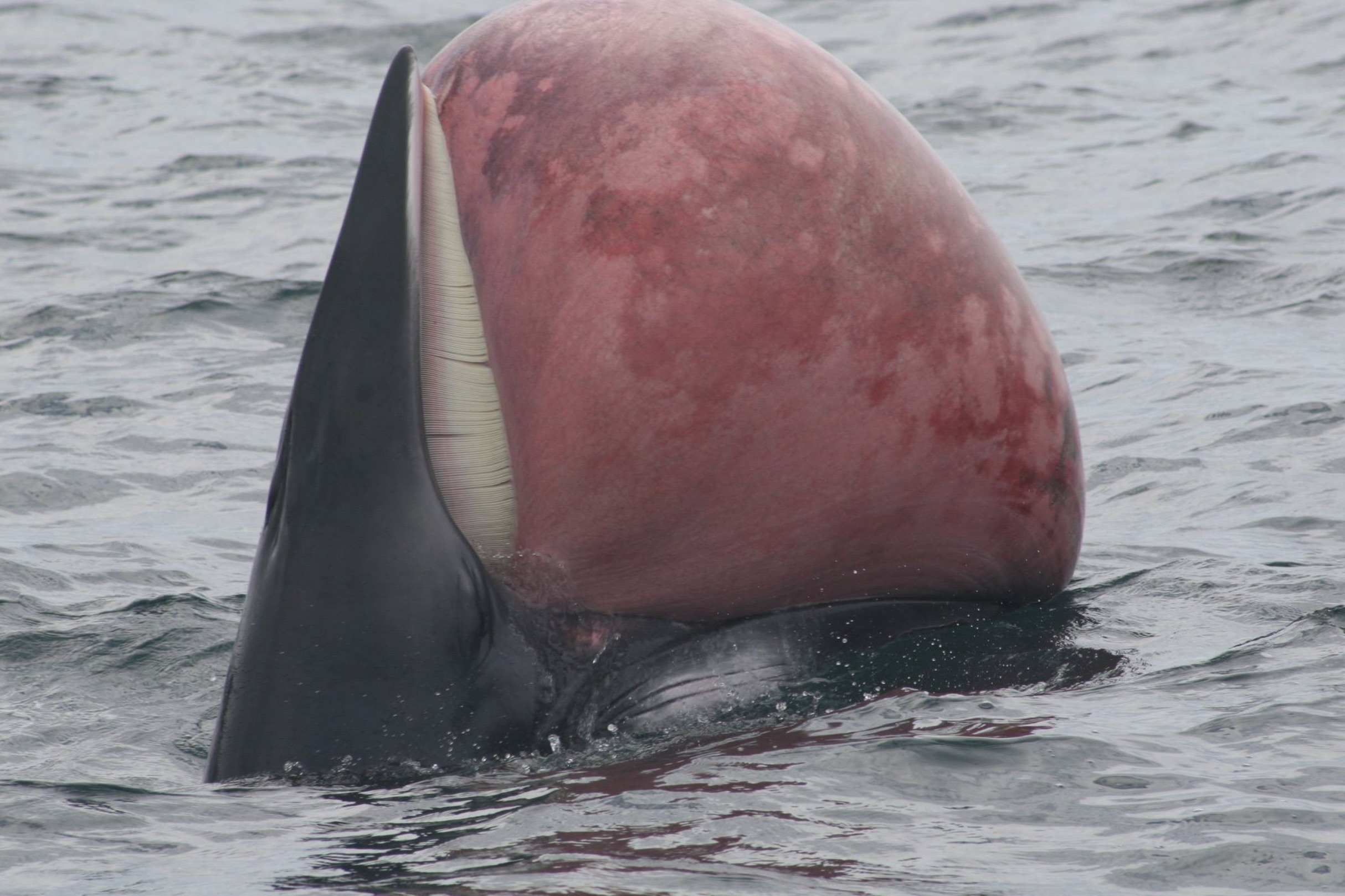 blue whale tongue