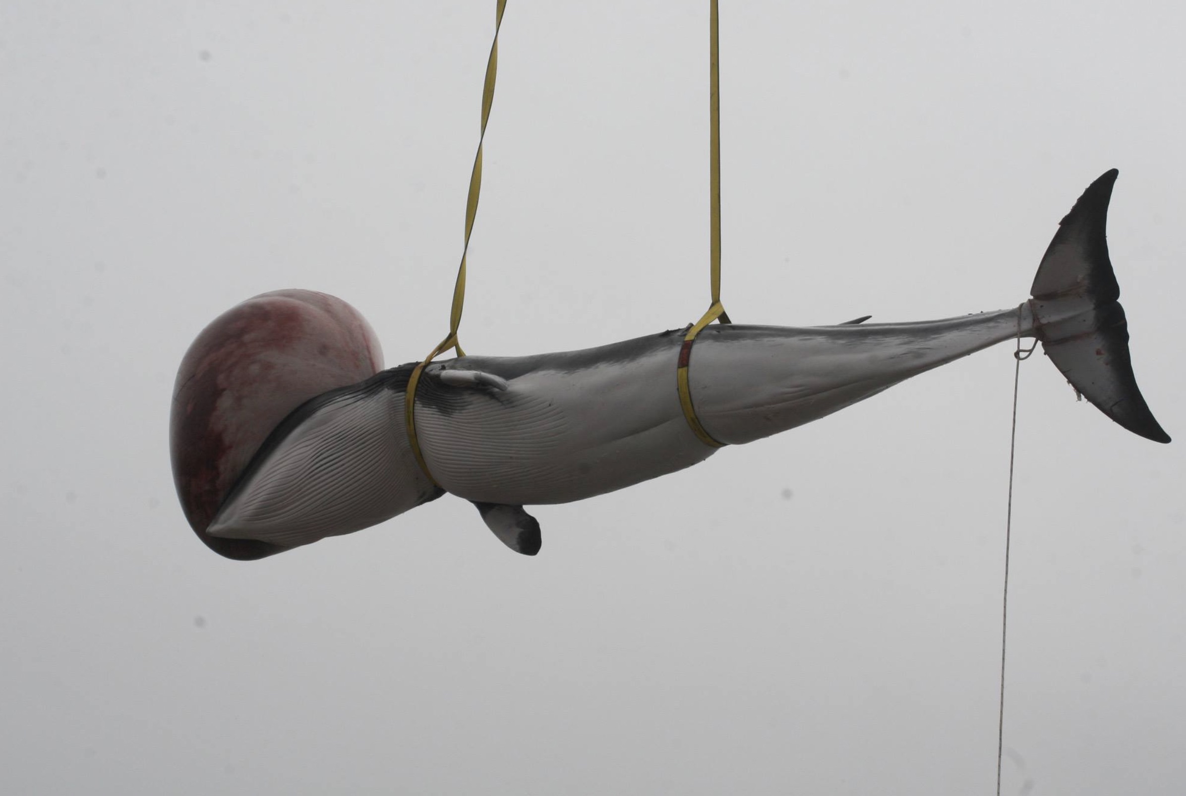 swollen whale tongue