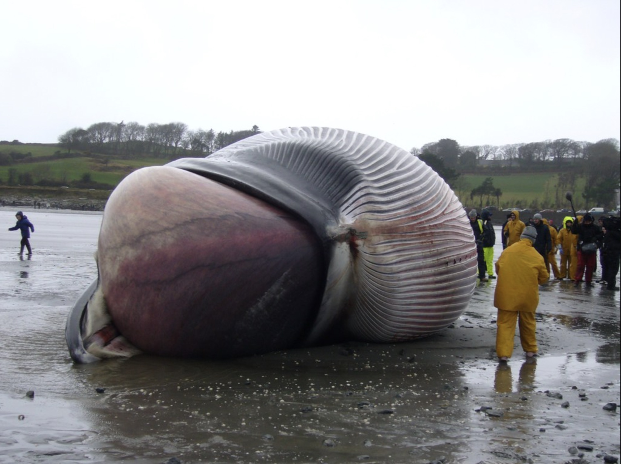 blue whale heart