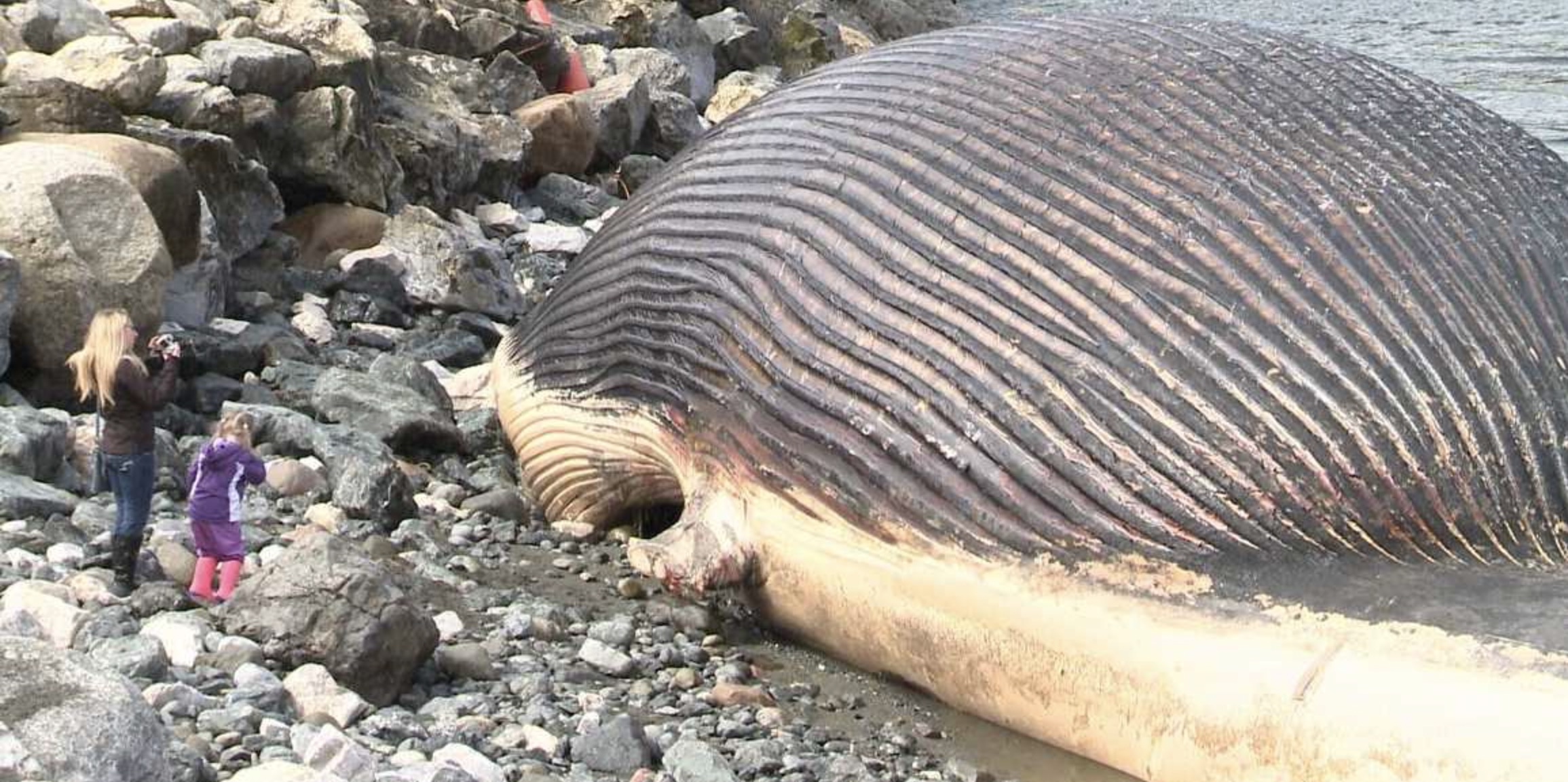 bloated dead whale