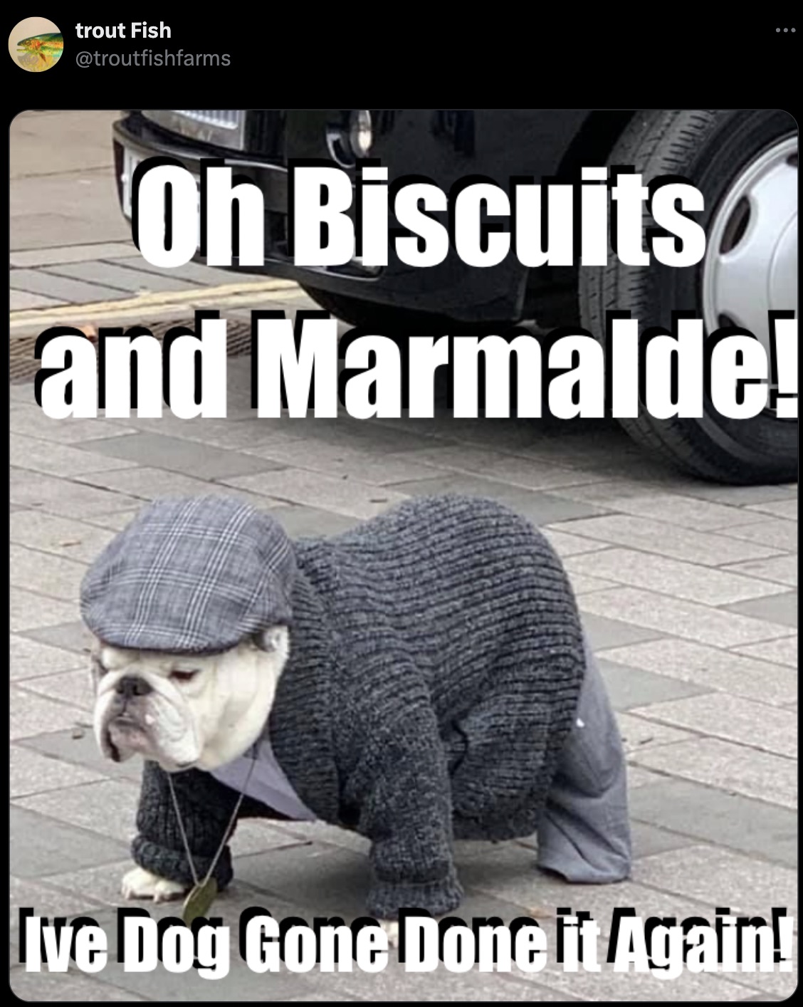 photo caption - trout Fish Oh Biscuits and Marmalde! Ive Dog Gone Done it Again!