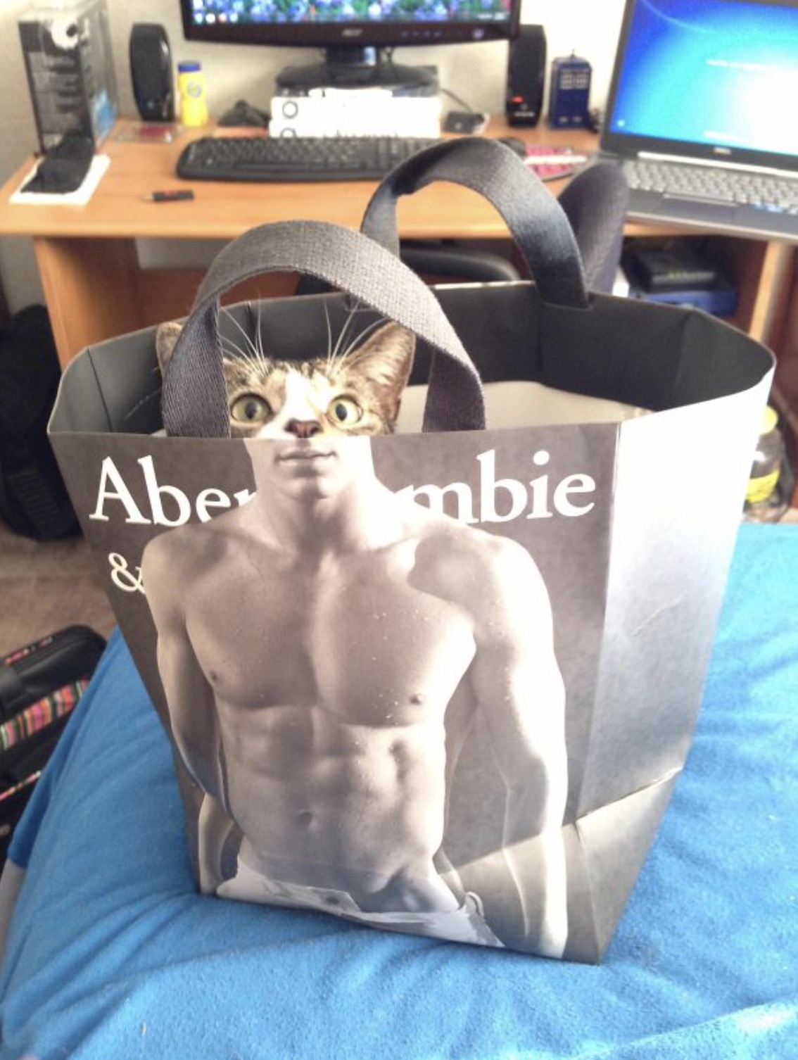 cat in abercrombie bag