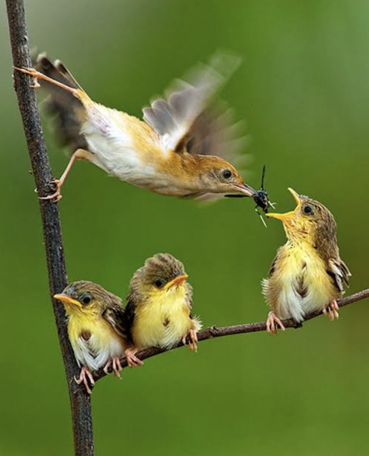 mother bird feeding her young