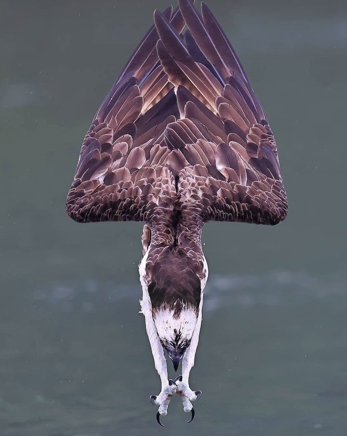 osprey diving for fish