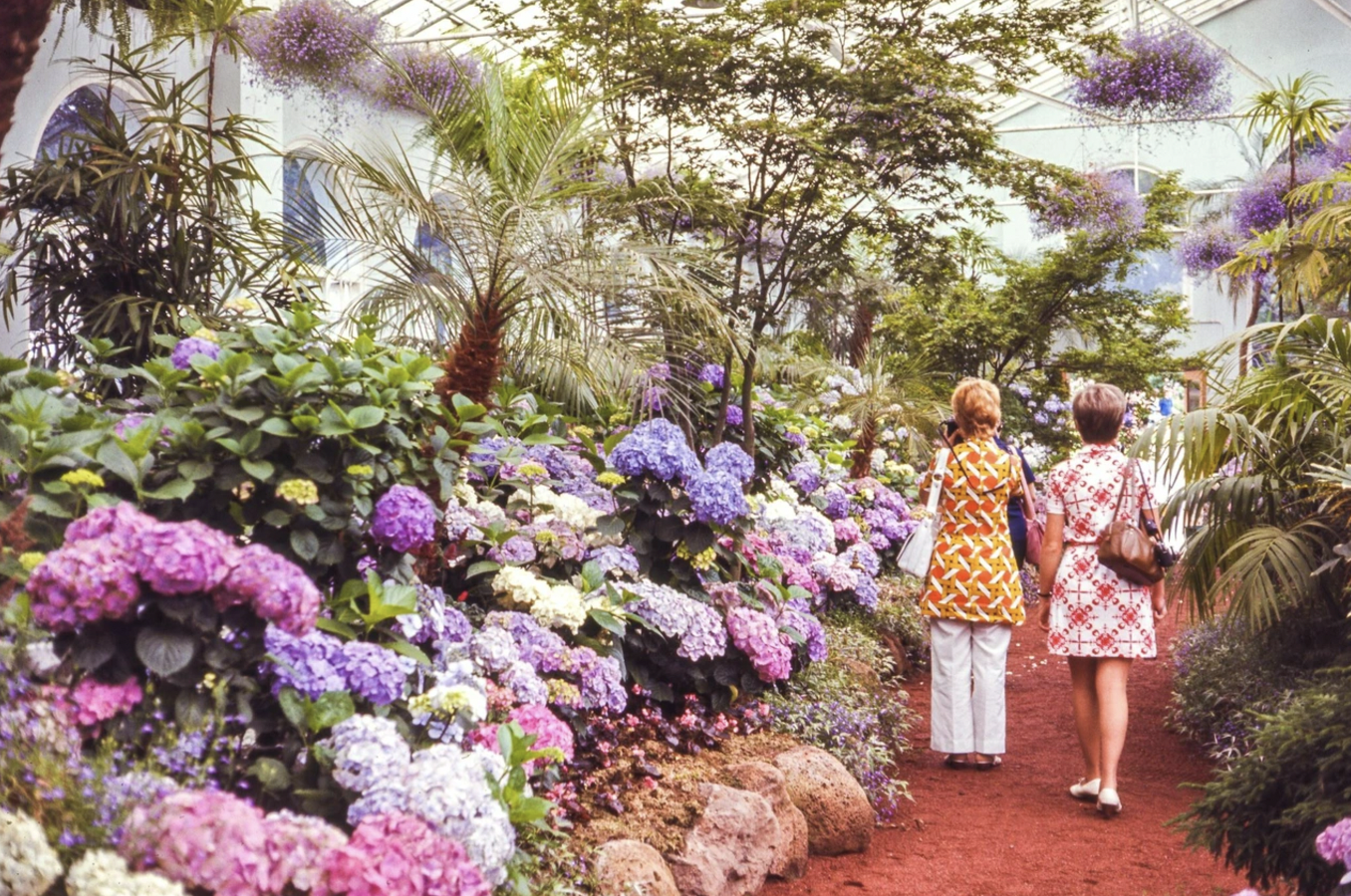 hydrangea serrata