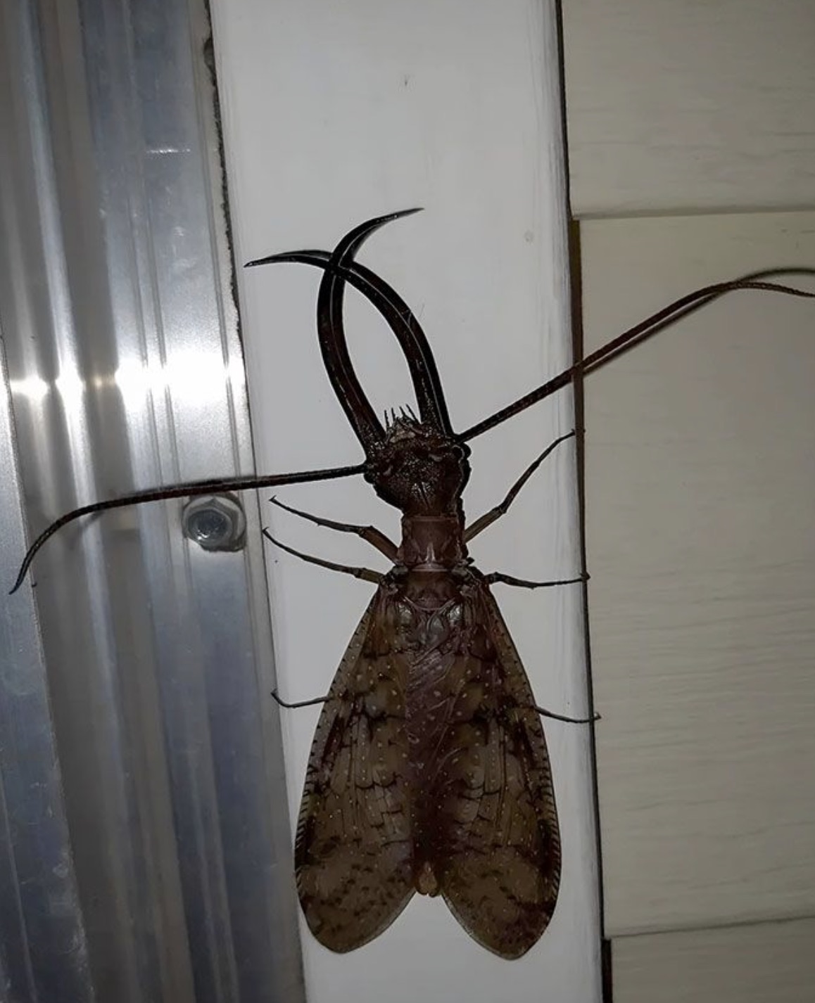 Eastern dobsonfly