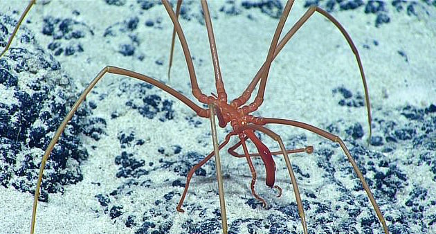 antarctic tarantula