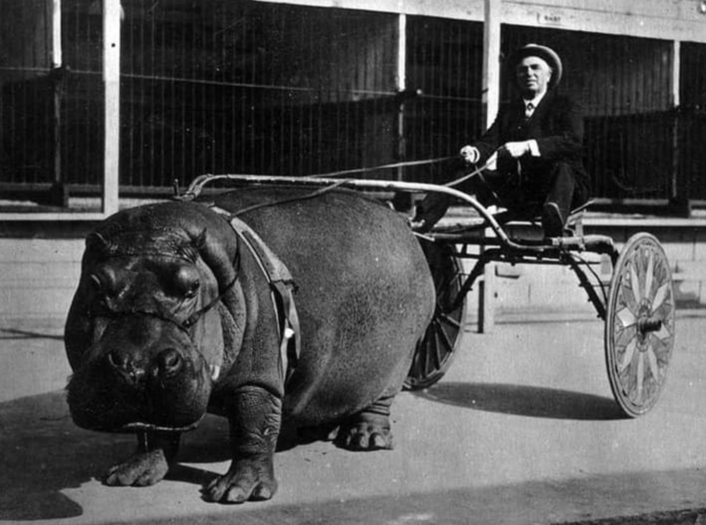 hippo pulling a cart