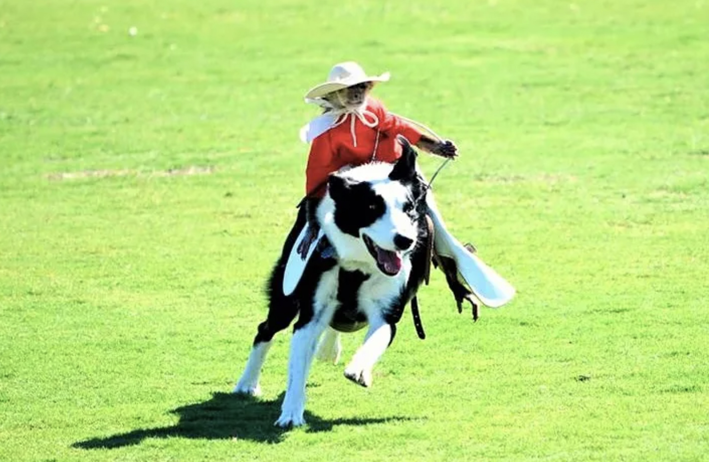 cowboy monkey rodeo blue rocks