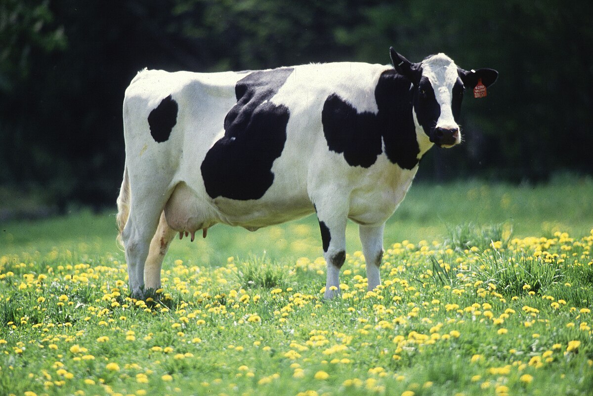 cow images download