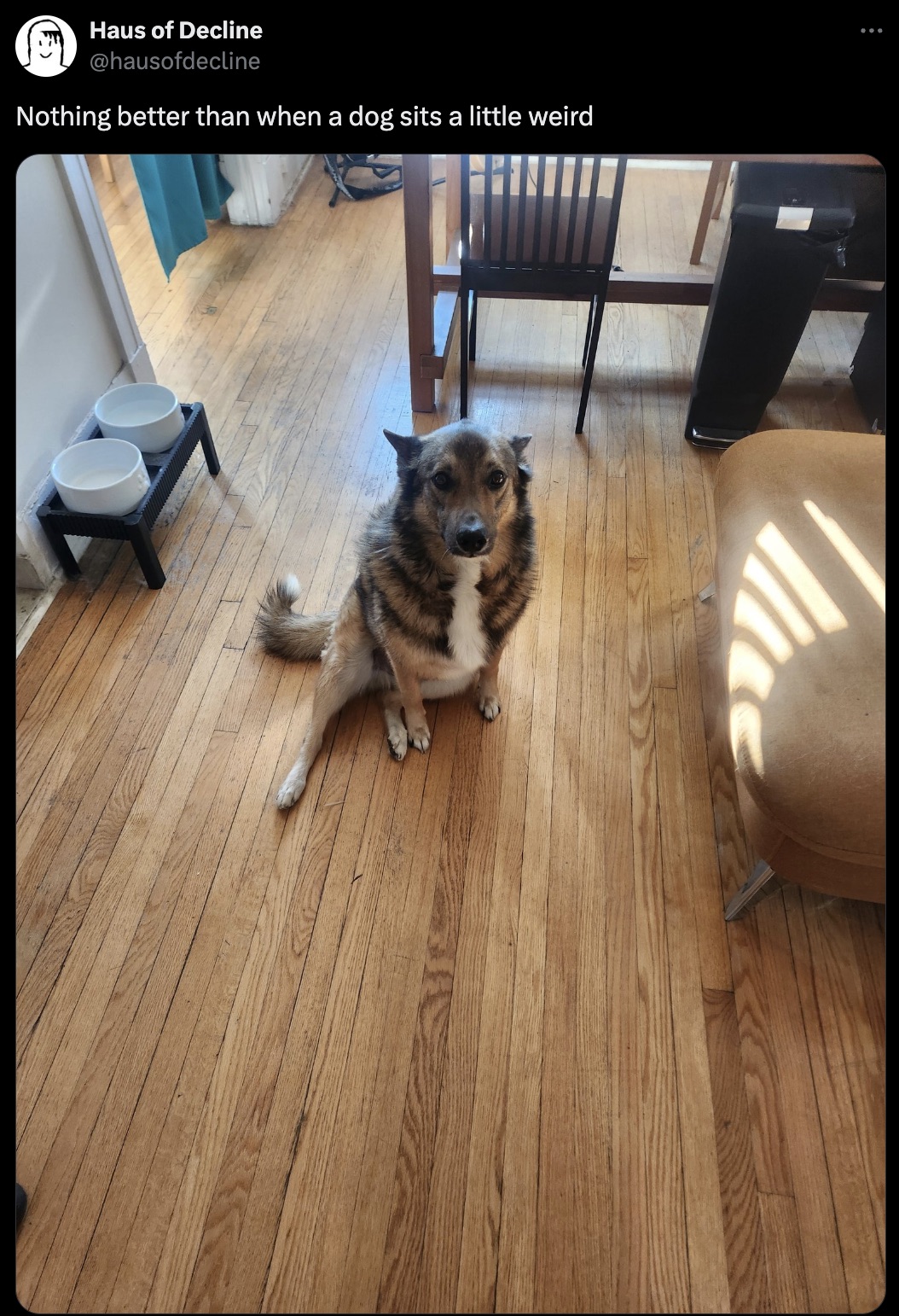 czechoslovakian wolfdog - Haus of Decline Nothing better than when a dog sits a little weird