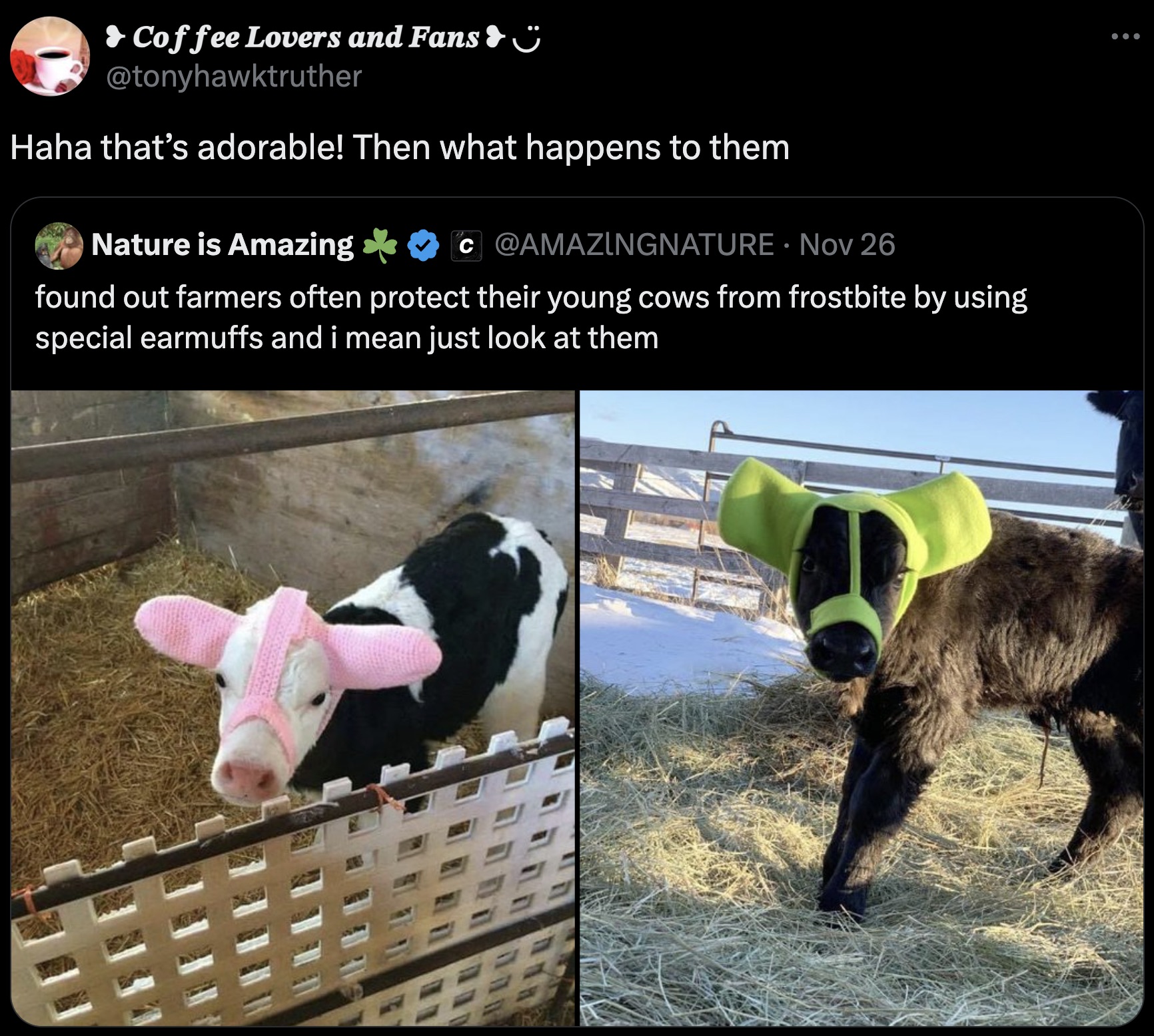 calf ear muffs - Coffee Lovers and Fans Haha that's adorable! Then what happens to them Nature is Amazing C . Nov 26 found out farmers often protect their young cows from frostbite by using special earmuffs and i mean just look at them