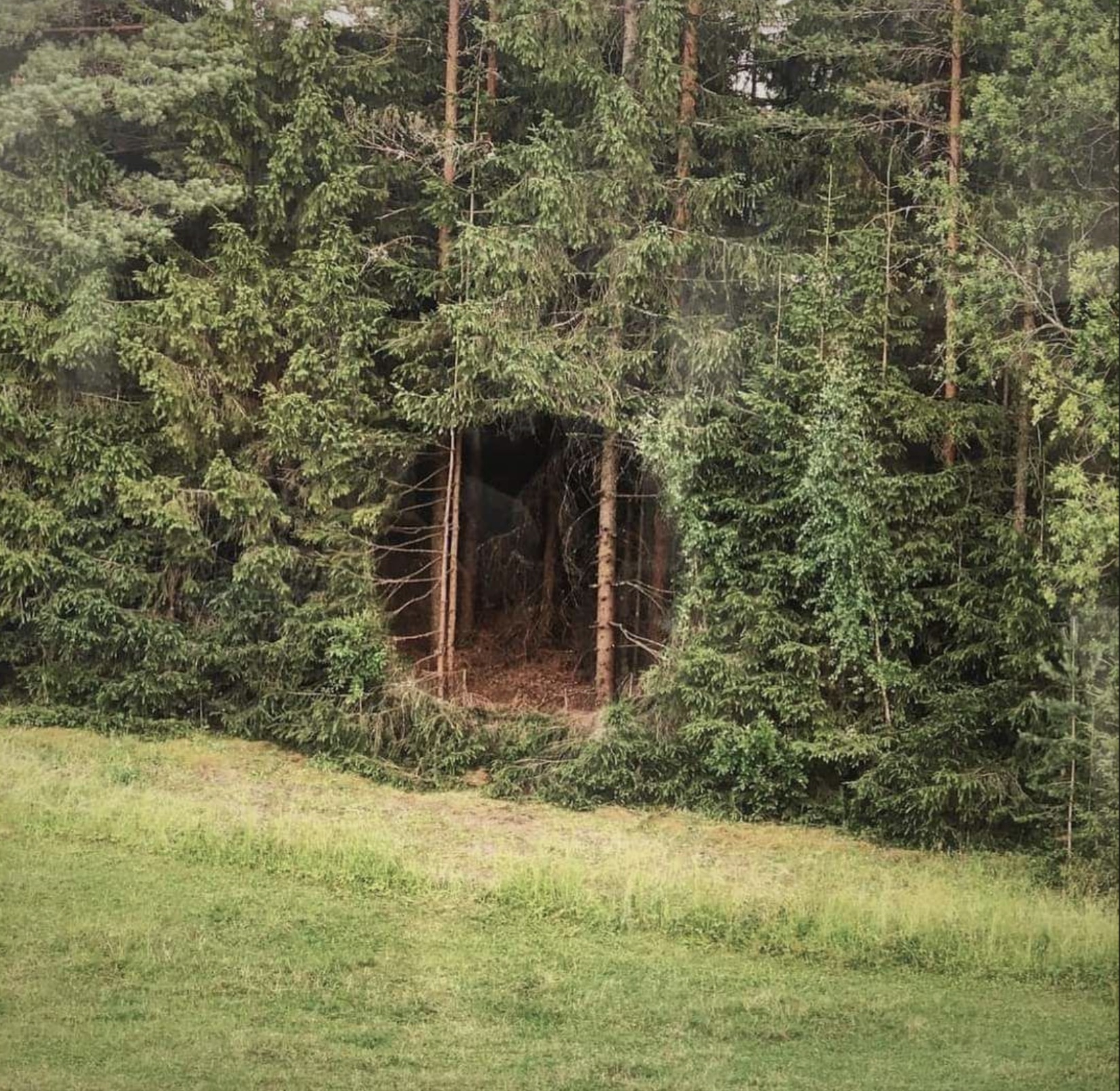 hole in the woods