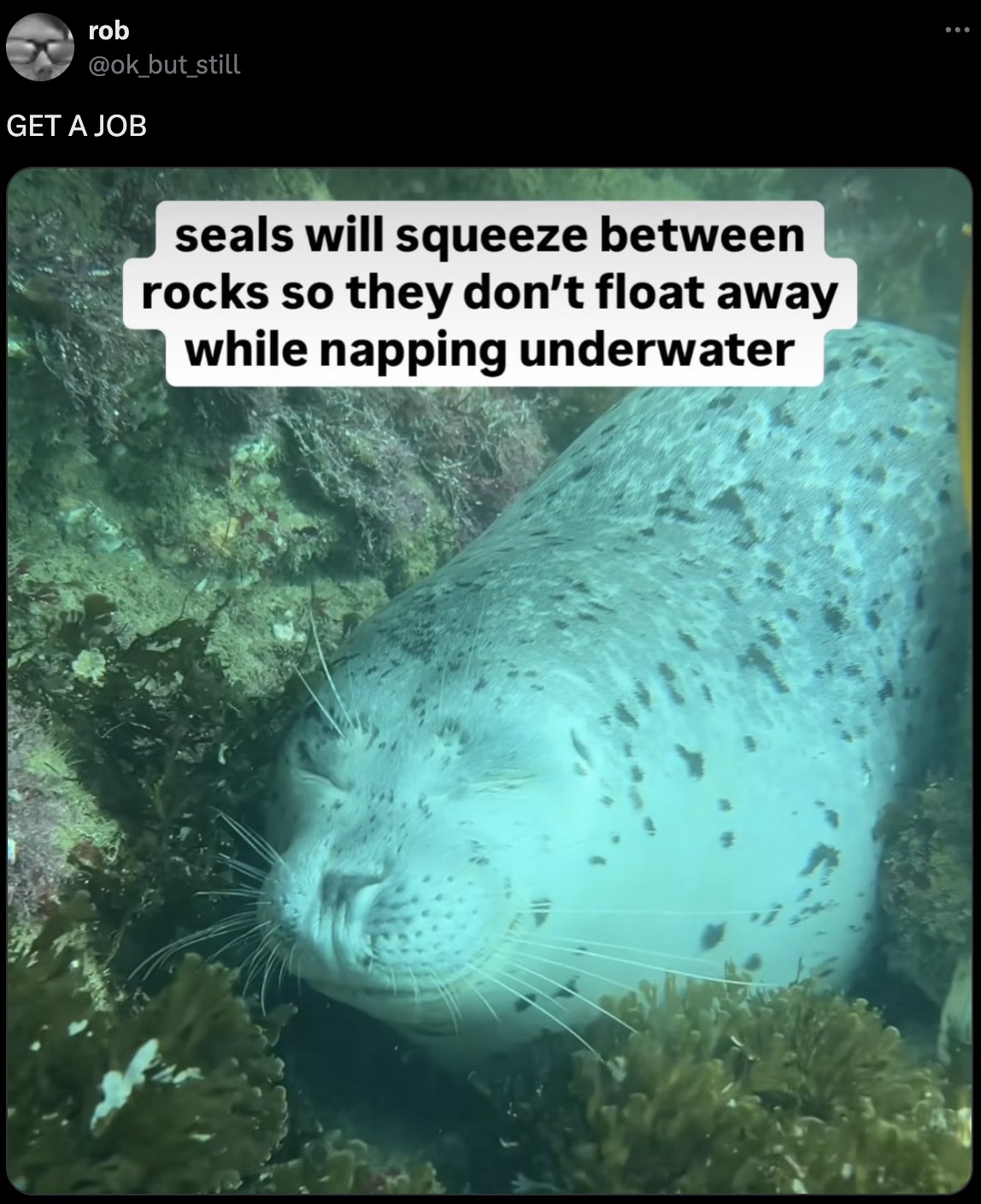 marine biology - rob Get A Job seals will squeeze between rocks so they don't float away while napping underwater