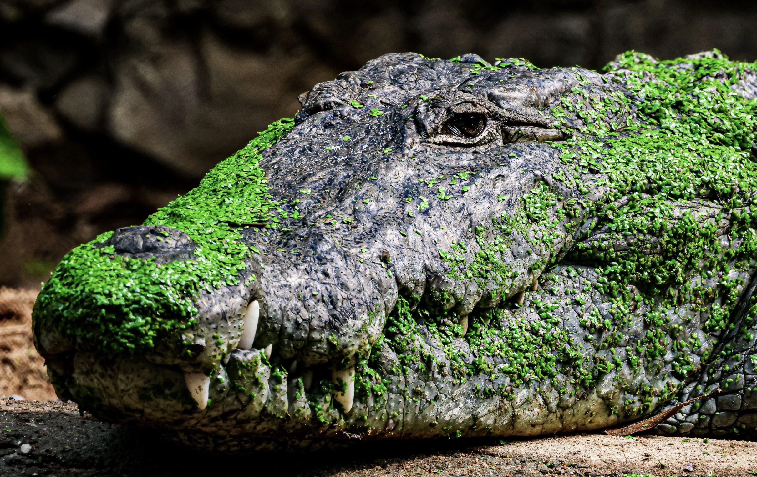 nile crocodile