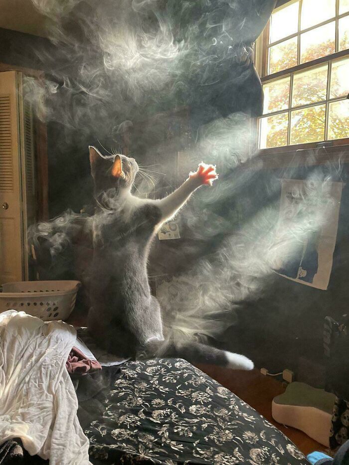 This smokey cat looks like he's summoning ghosts.