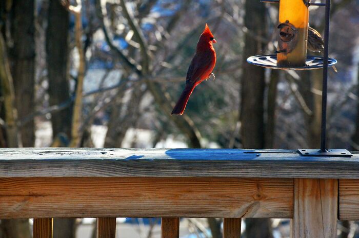 This Cardinal doesn't fly, he floats.