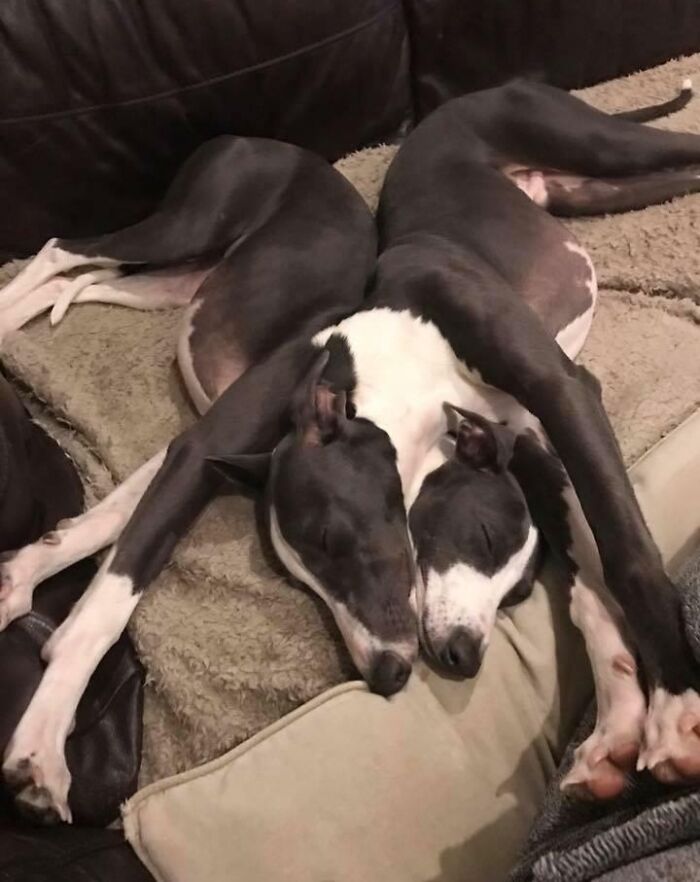 The dreaded two-headed, 8 legged, doggo.