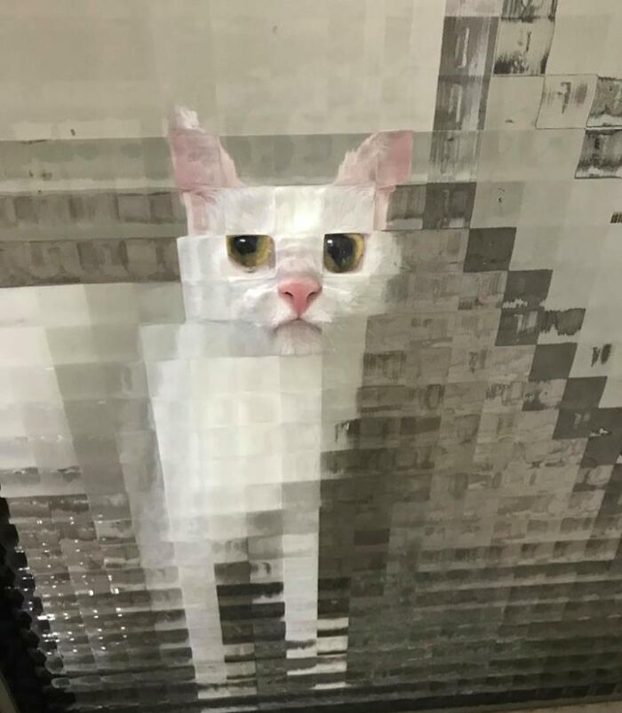 NO the cat isn't from Minecraft, he's just behind the shower door.