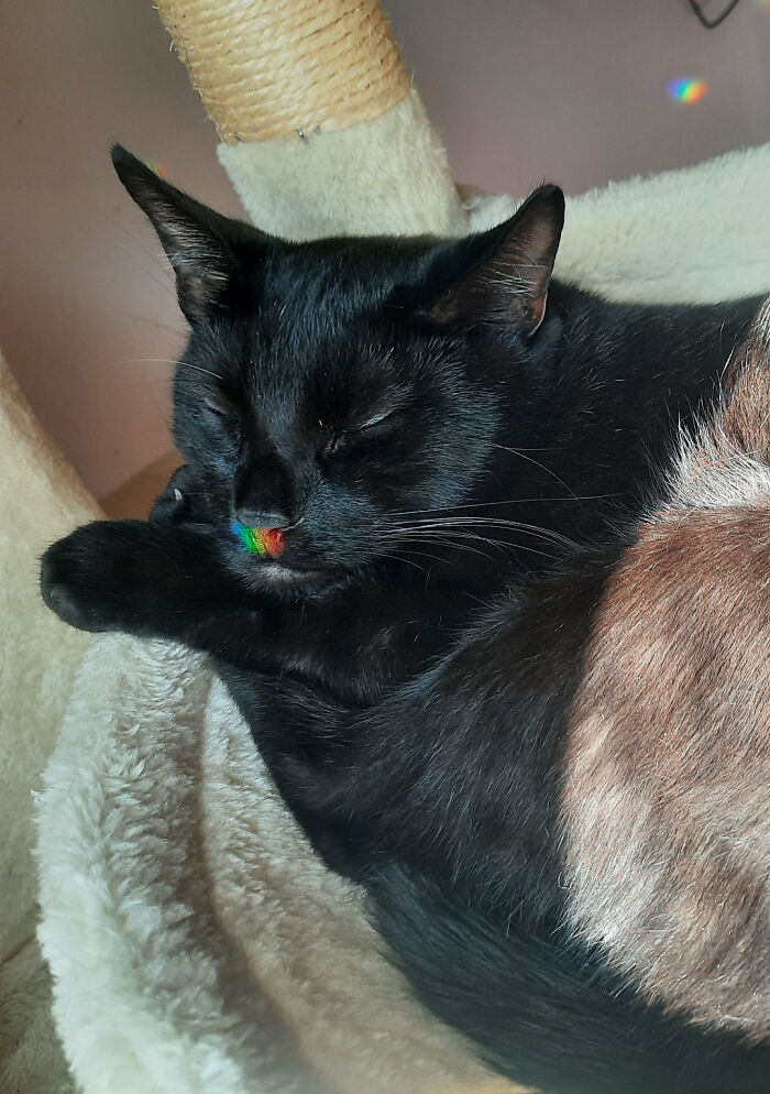 Rainbow mustache for this cool cat.