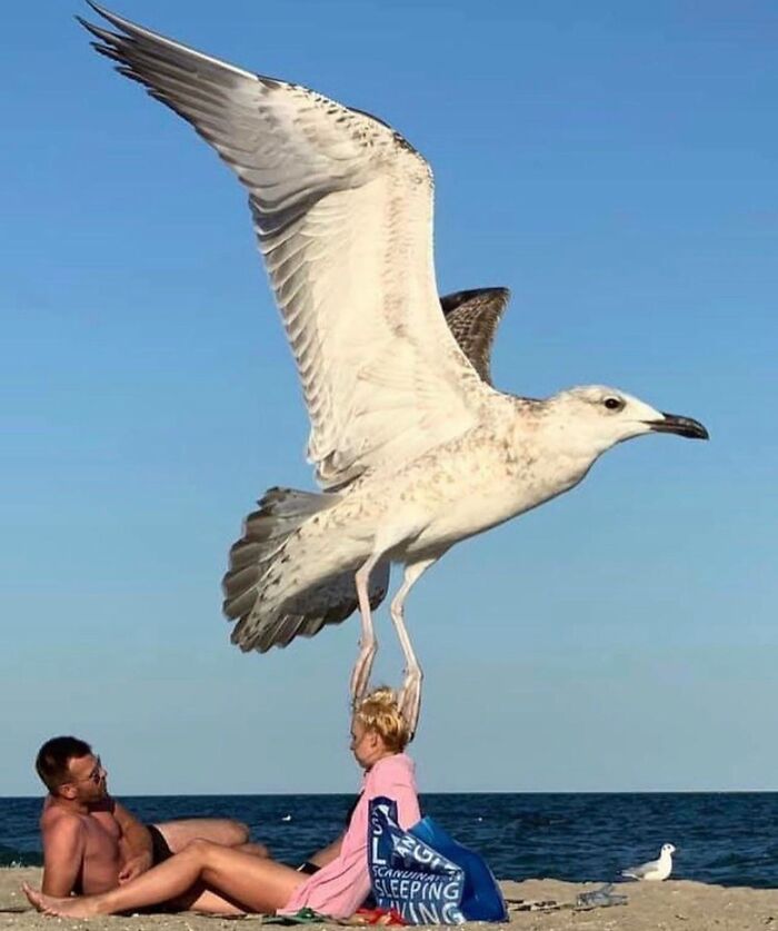 Giant Seagulls attacking beach goers!