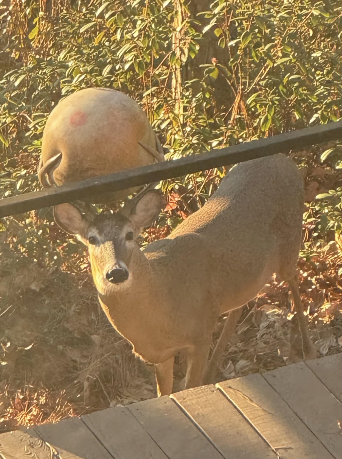 white-tailed deer