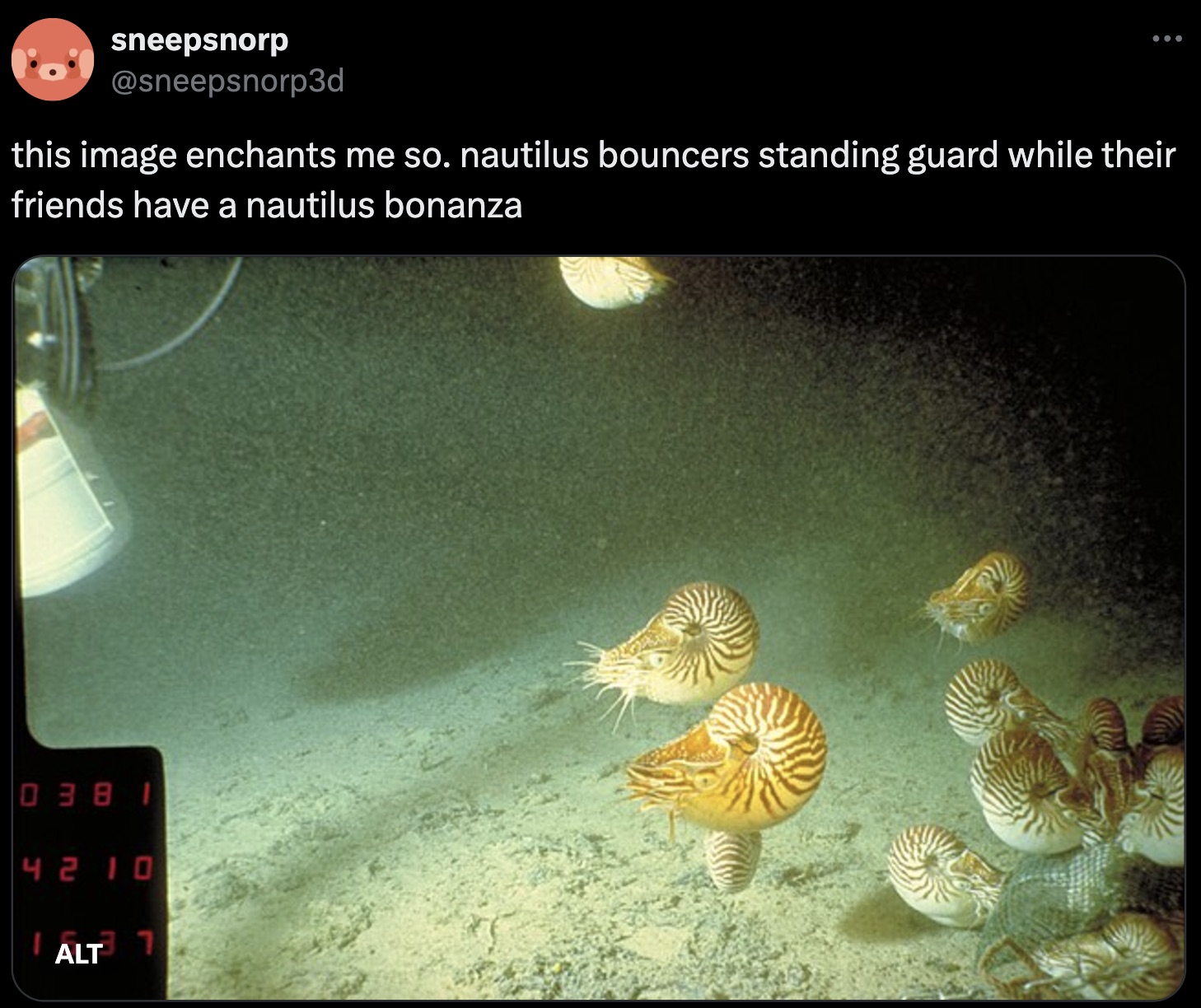 marine biology - sneepsnorp this image enchants me so. nautilus bouncers standing guard while their friends have a nautilus bonanza 0381 4210 Alt 7