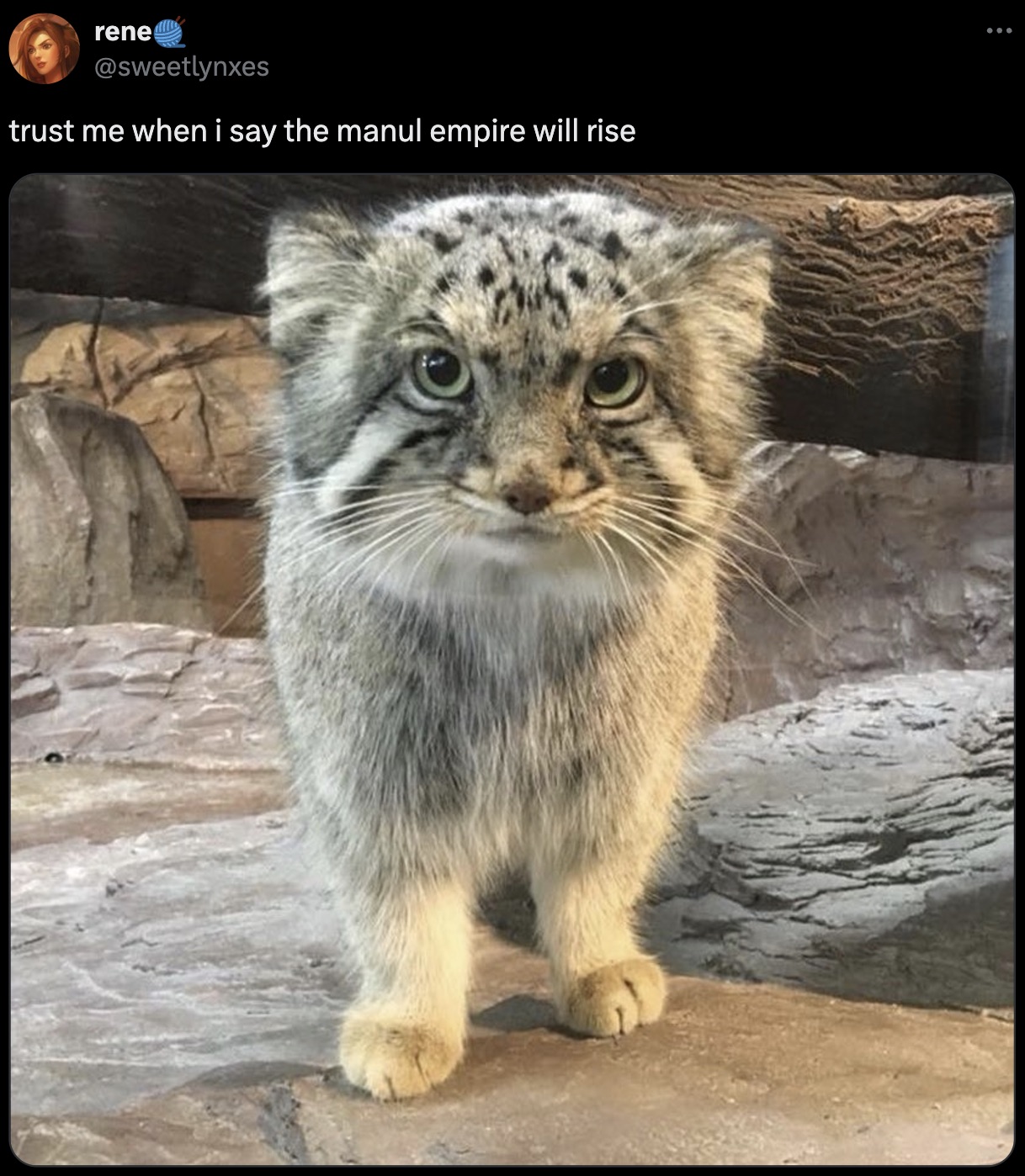 wild cat - rene trust me when i say the manul empire will rise