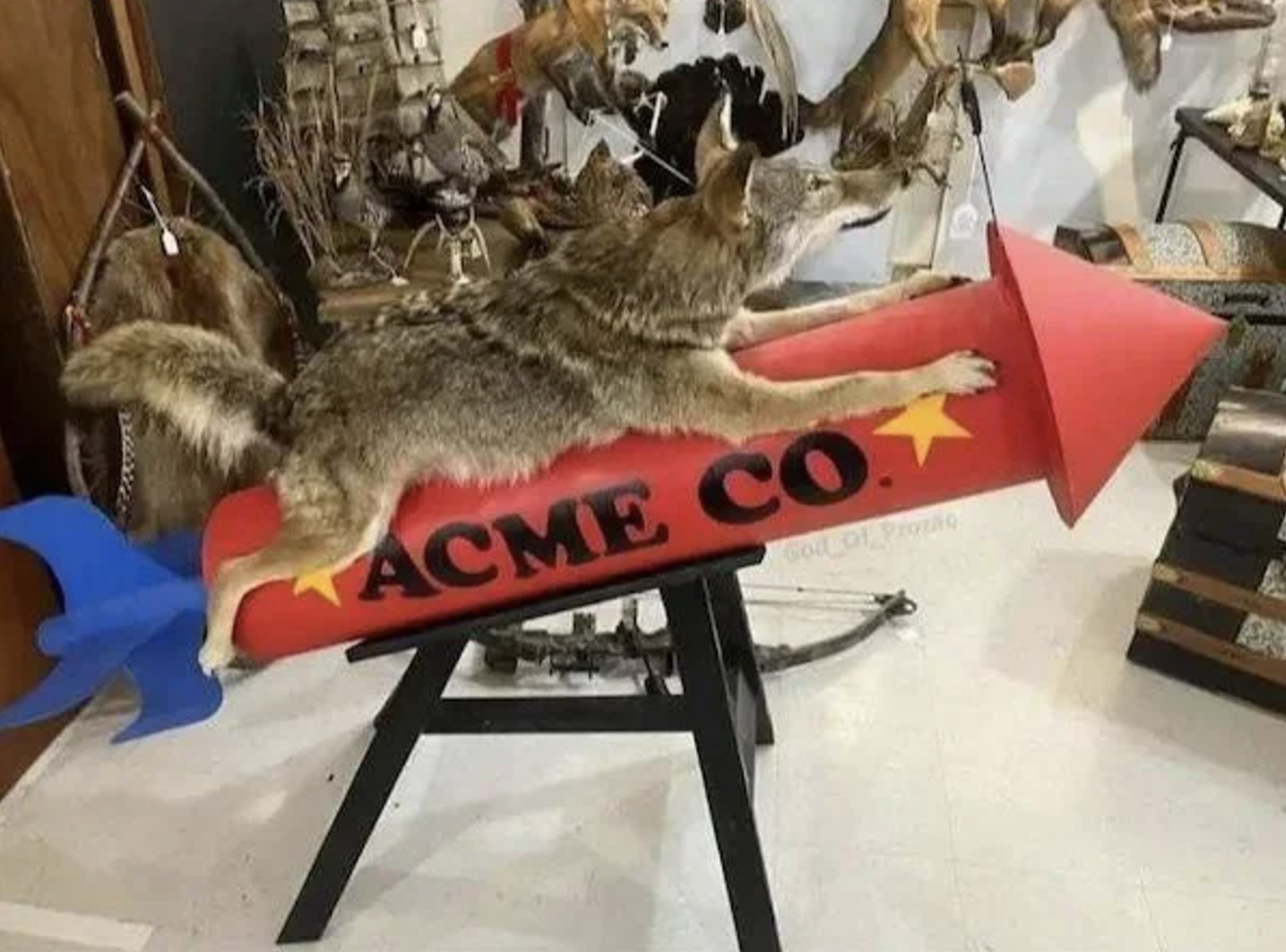 coyote taxidermy acme