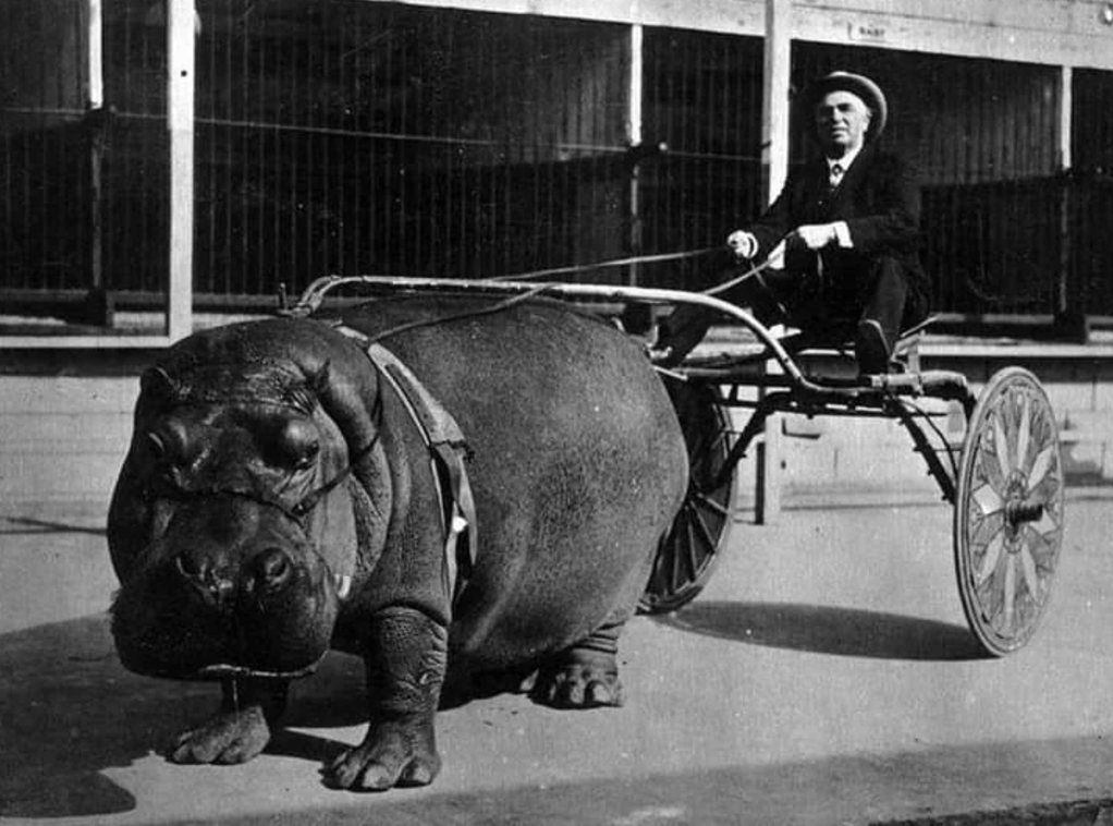 hippo pulling a cart