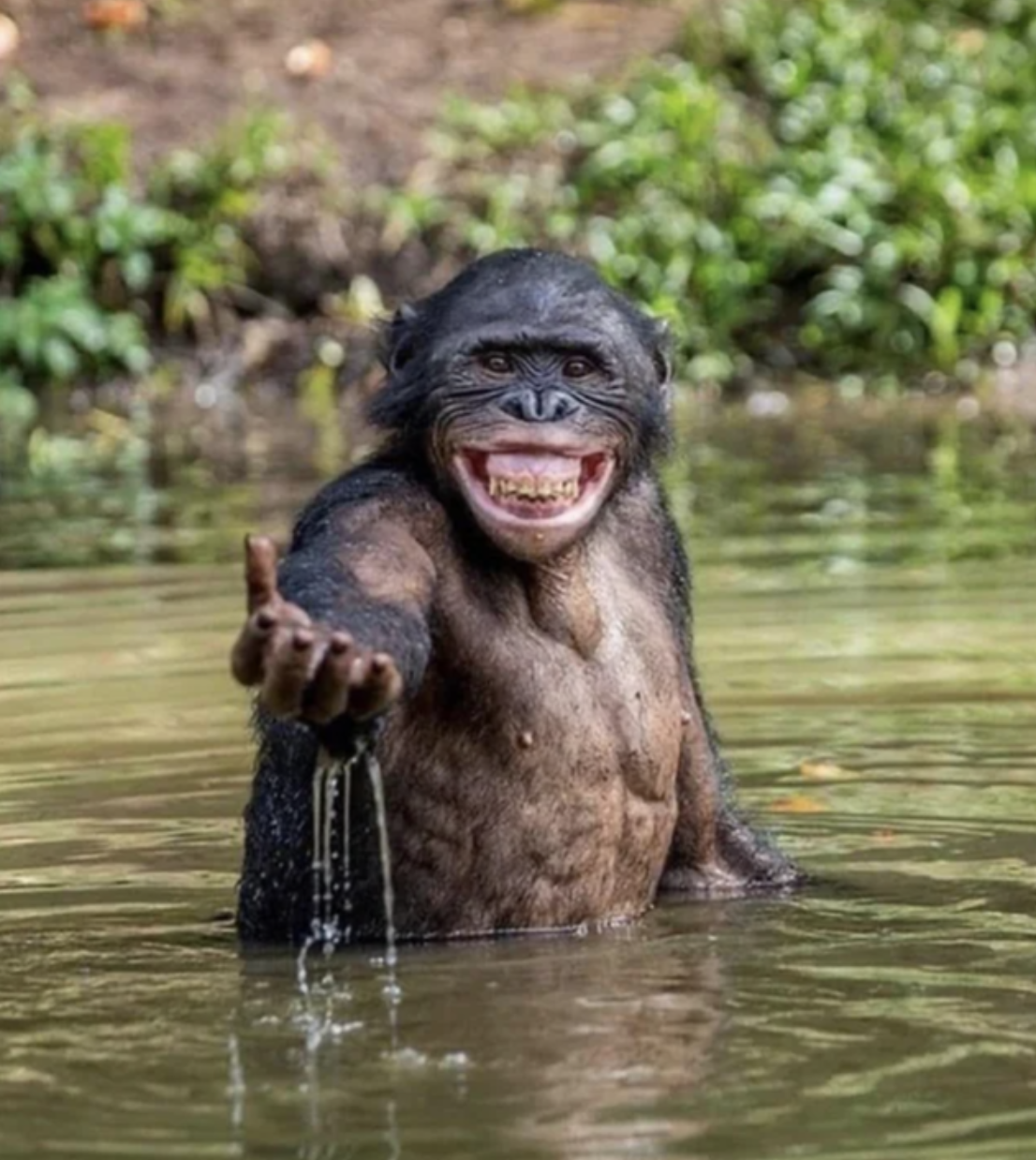 23 Apes With Menacing Smiles Who Want to Rip Your Face Off