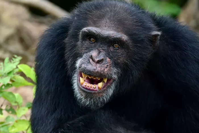 23 Apes With Menacing Smiles Who Want to Rip Your Face Off