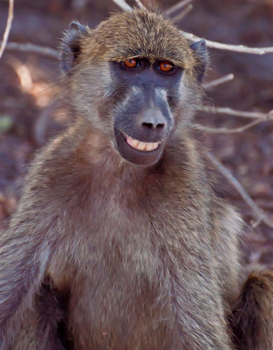 23 Apes With Menacing Smiles Who Want to Rip Your Face Off