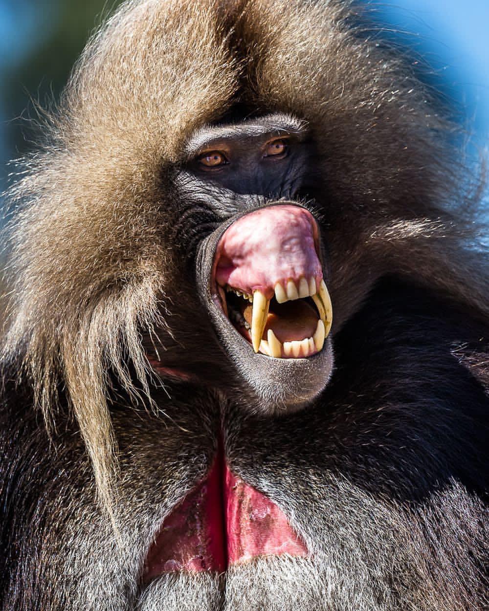 23 Apes With Menacing Smiles Who Want to Rip Your Face Off