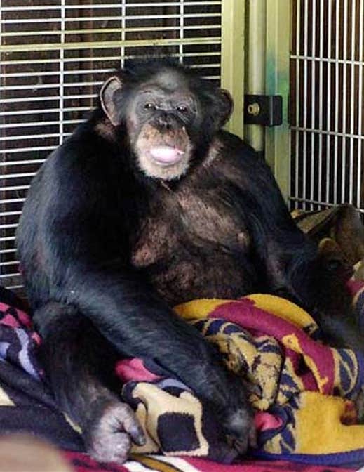 23 Apes With Menacing Smiles Who Want to Rip Your Face Off