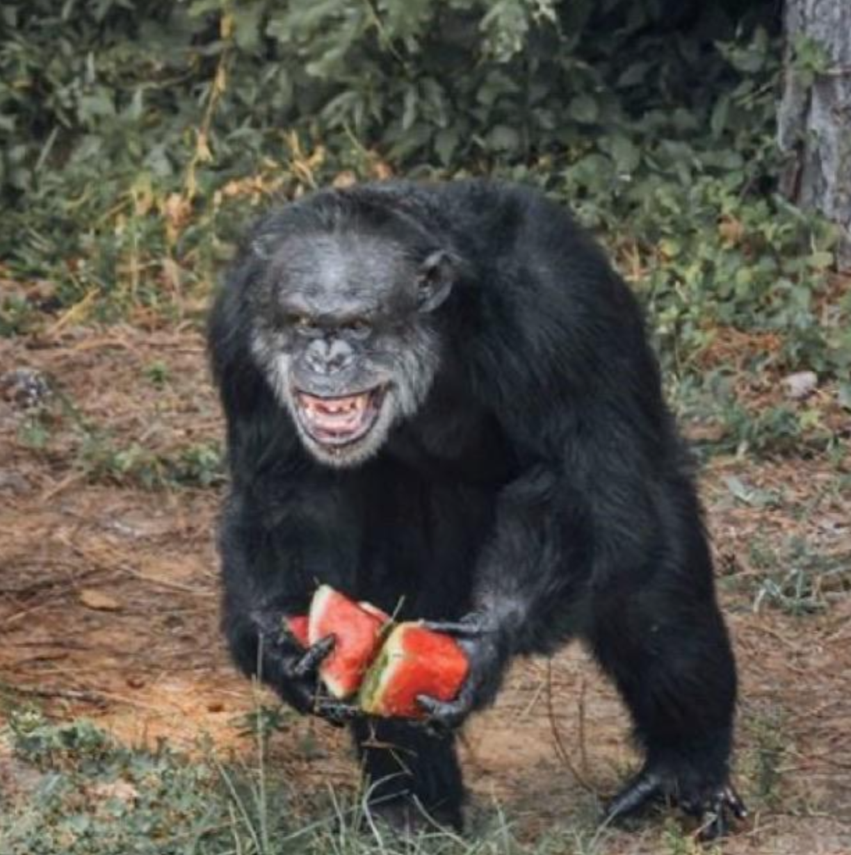 23 Apes With Menacing Smiles Who Want to Rip Your Face Off