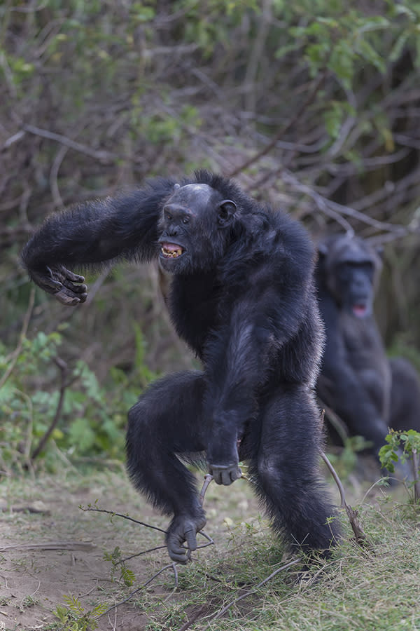 23 Apes With Menacing Smiles Who Want to Rip Your Face Off