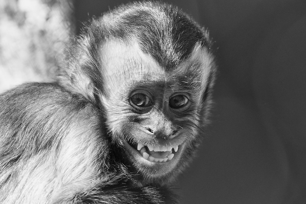 23 Apes With Menacing Smiles Who Want to Rip Your Face Off