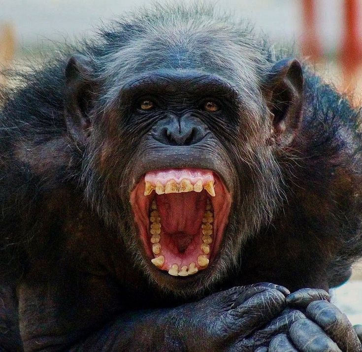 23 Apes With Menacing Smiles Who Want to Rip Your Face Off