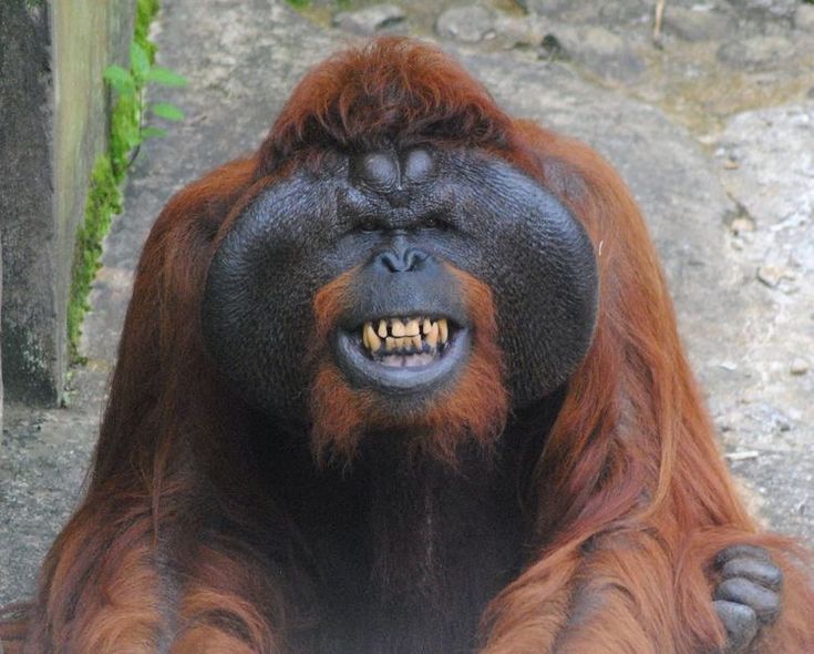 23 Apes With Menacing Smiles Who Want to Rip Your Face Off